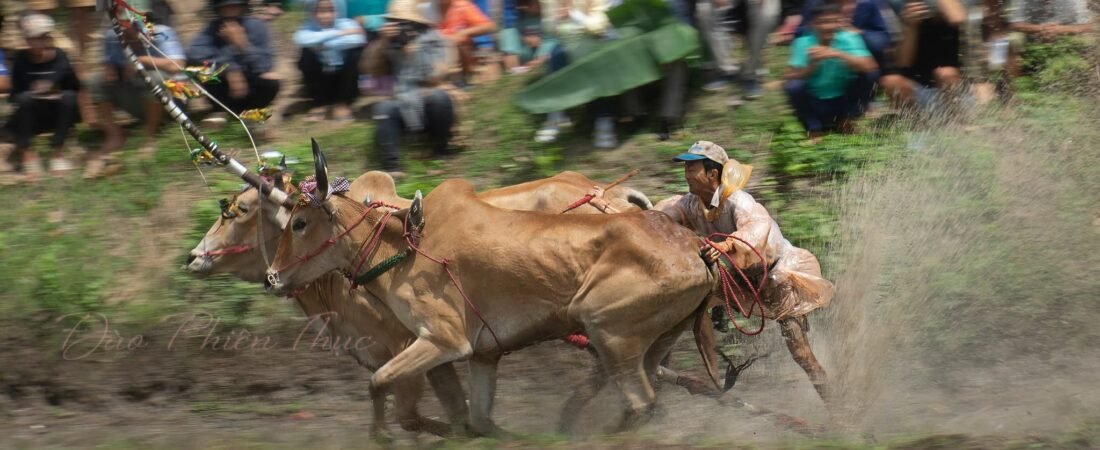 ĐUA BÒ CHÙA RÔ VỆT BÙN DÍNH CHÂN, LẤM LEM NỖI NHỚ